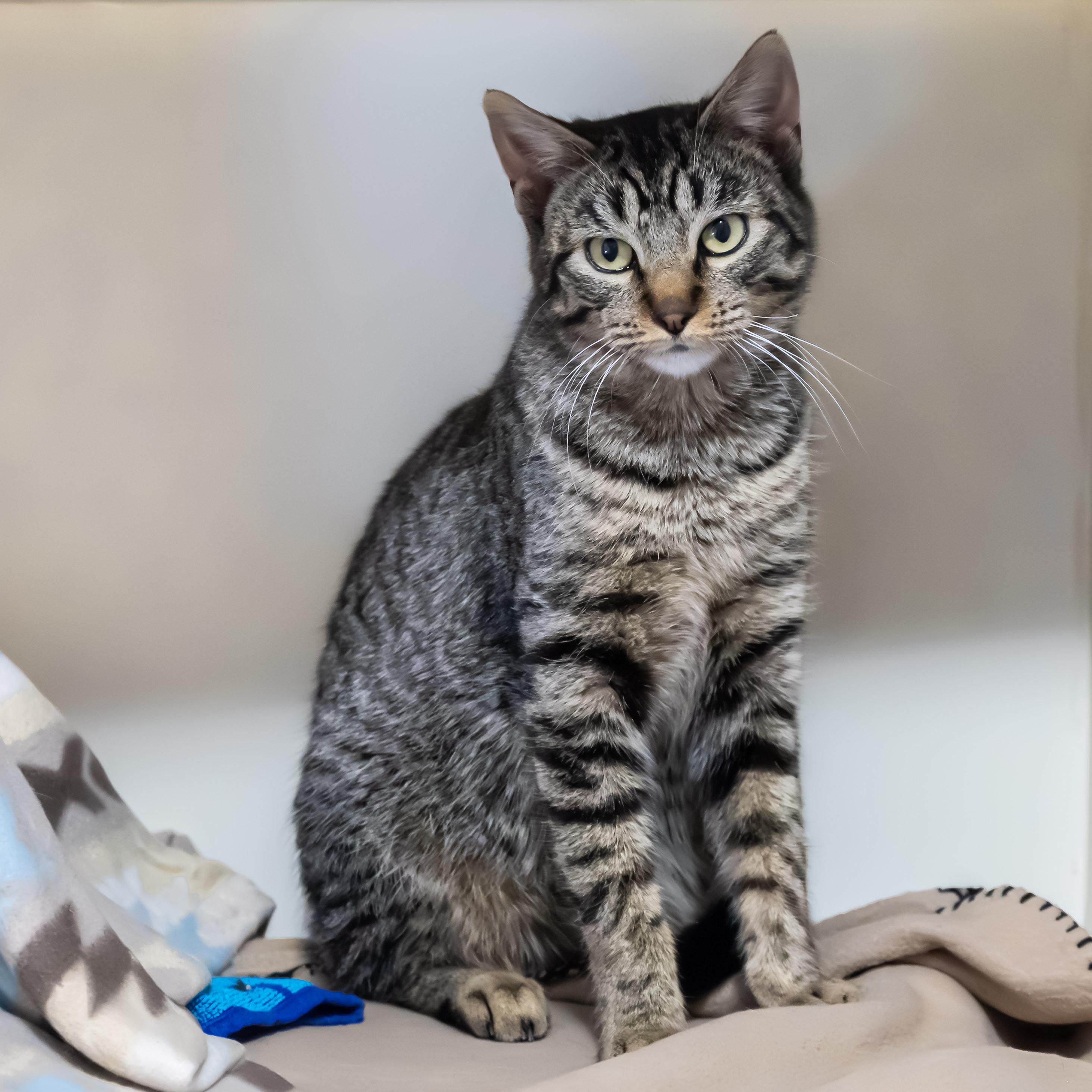 Enlarge Becky, an adopted Domestic Short Hair in Victor, NY image 5/5