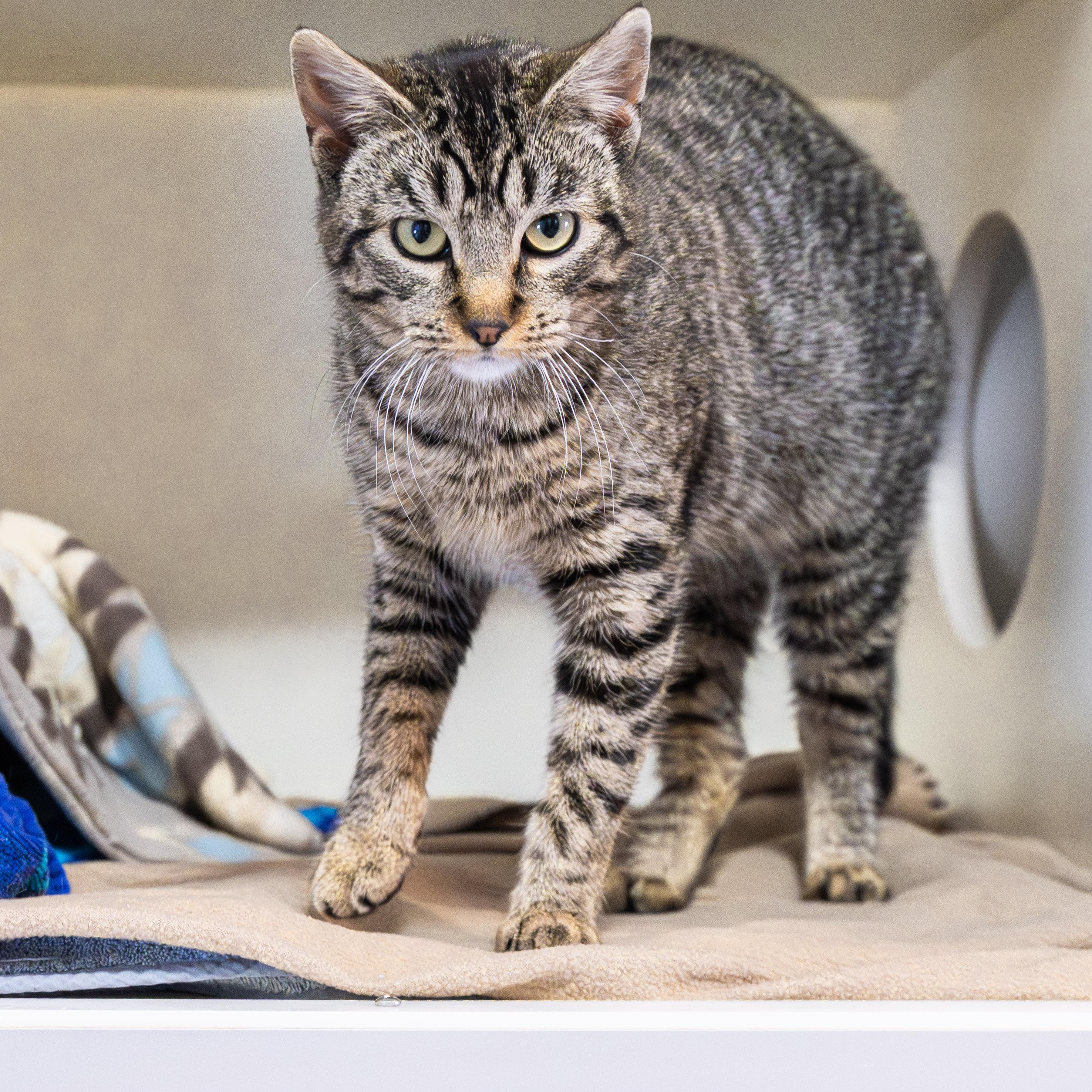 Enlarge Becky, an adopted Domestic Short Hair in Victor, NY image 3/5