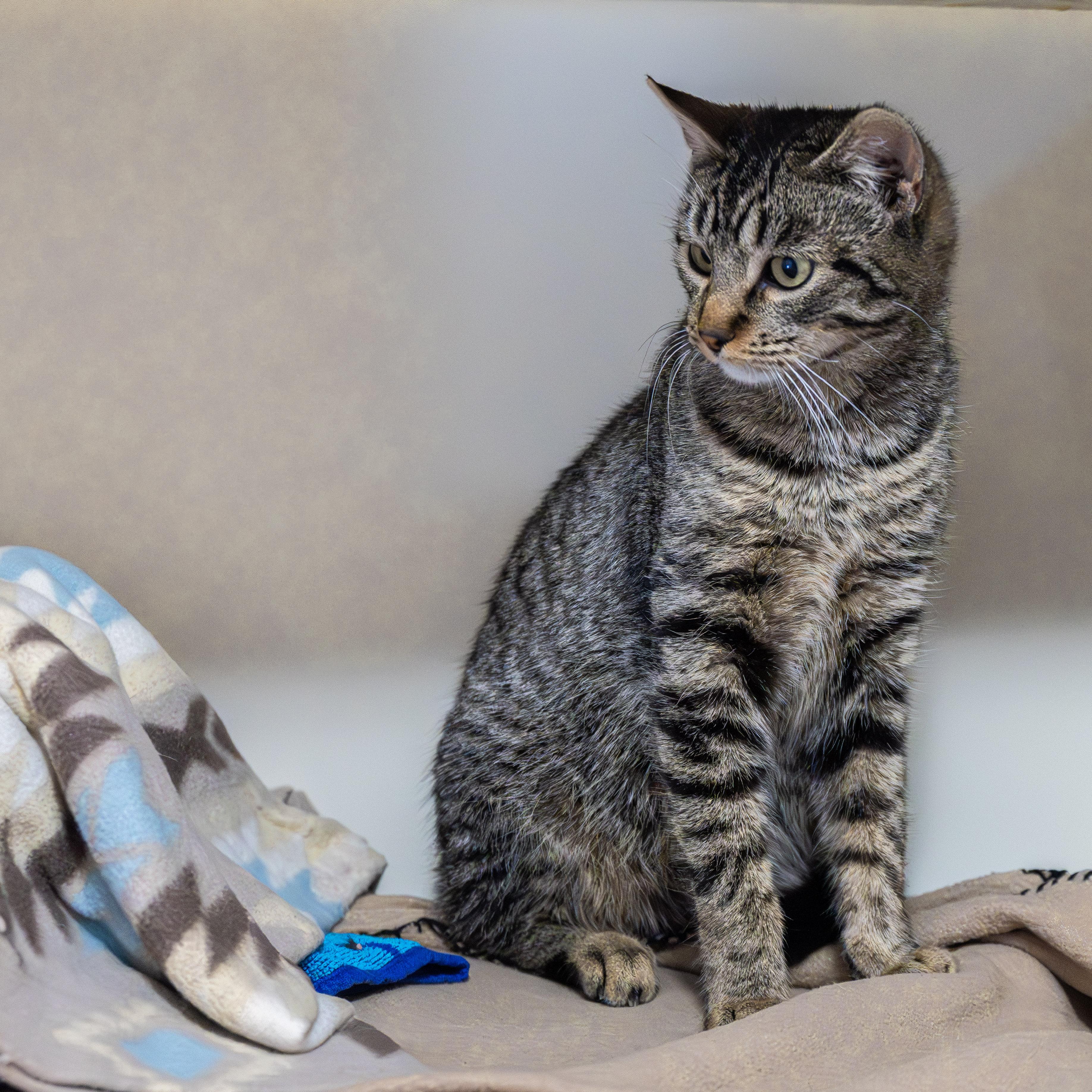 Enlarge Becky, an adopted Domestic Short Hair in Victor, NY image 2/5