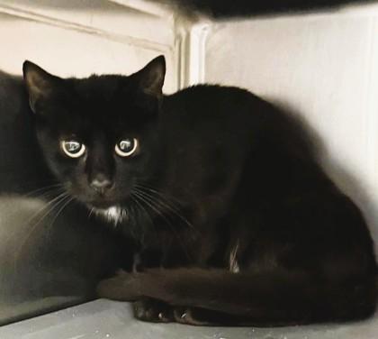 Stella, Adoptable, Adult Female Domestic Short Hair & Domestic Short Hair.