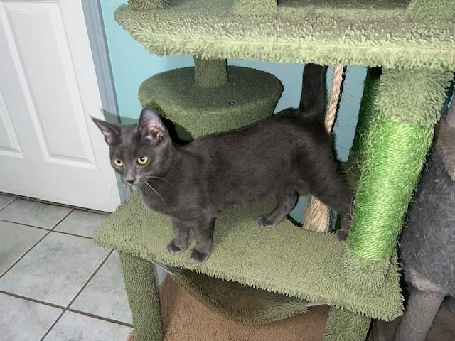 Enlarge Gains (bonded to Ames, I will purr from sunup to sundown - Siamese mix), a Adoptable mixed breed in Albany, NY image 3/5