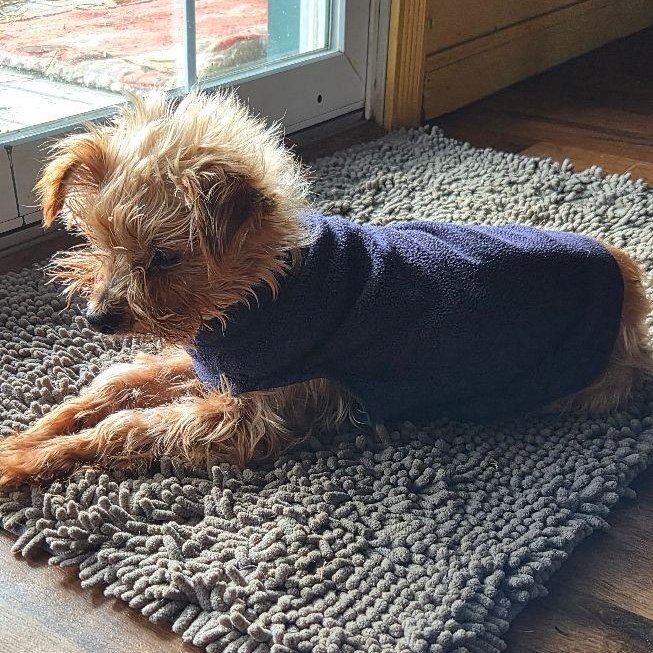 Arthur, adopted, Senior Male Yorkshire Terrier.