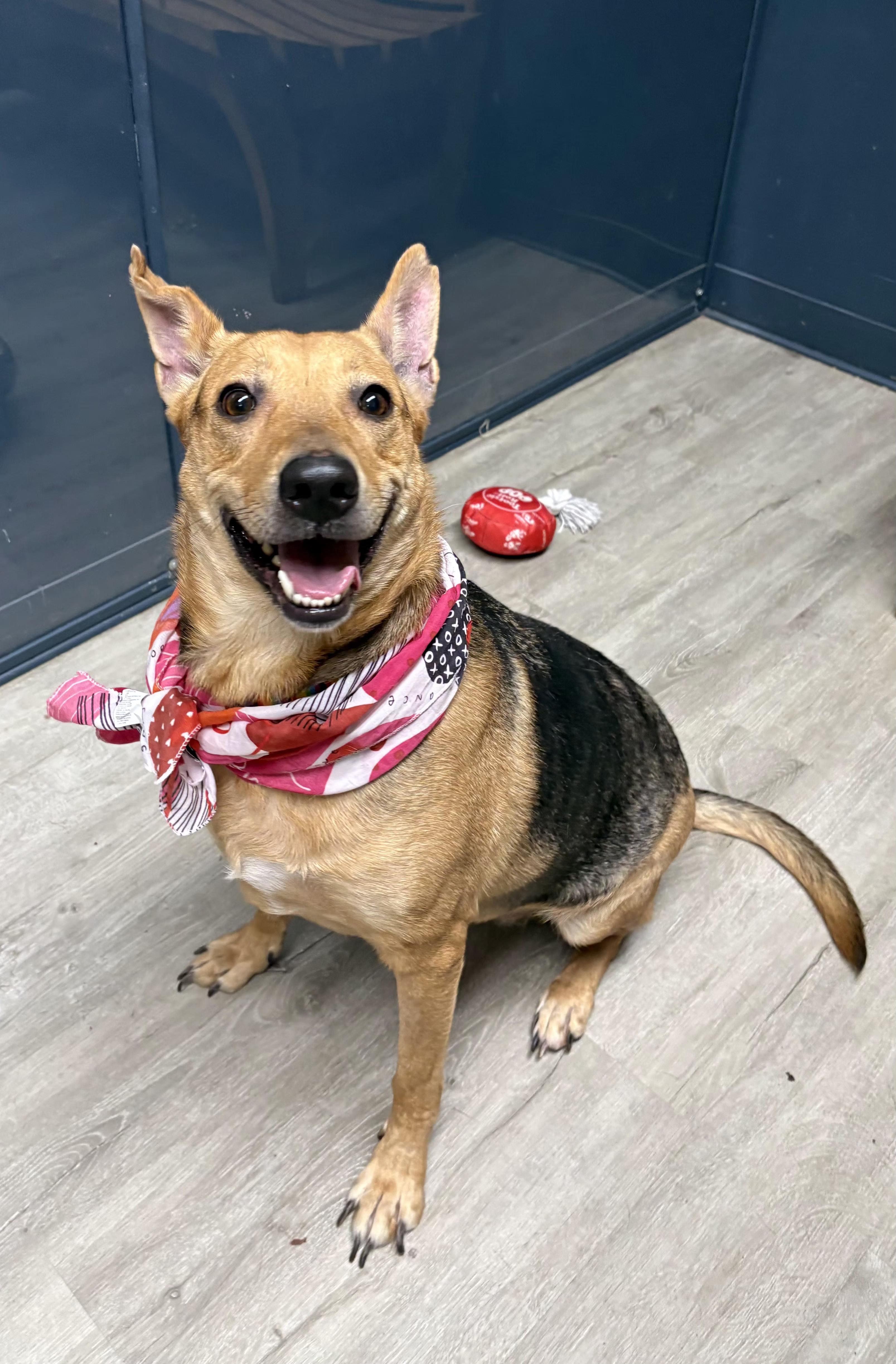 Krissy, adoptable, Adult Female German Shepherd Dog.