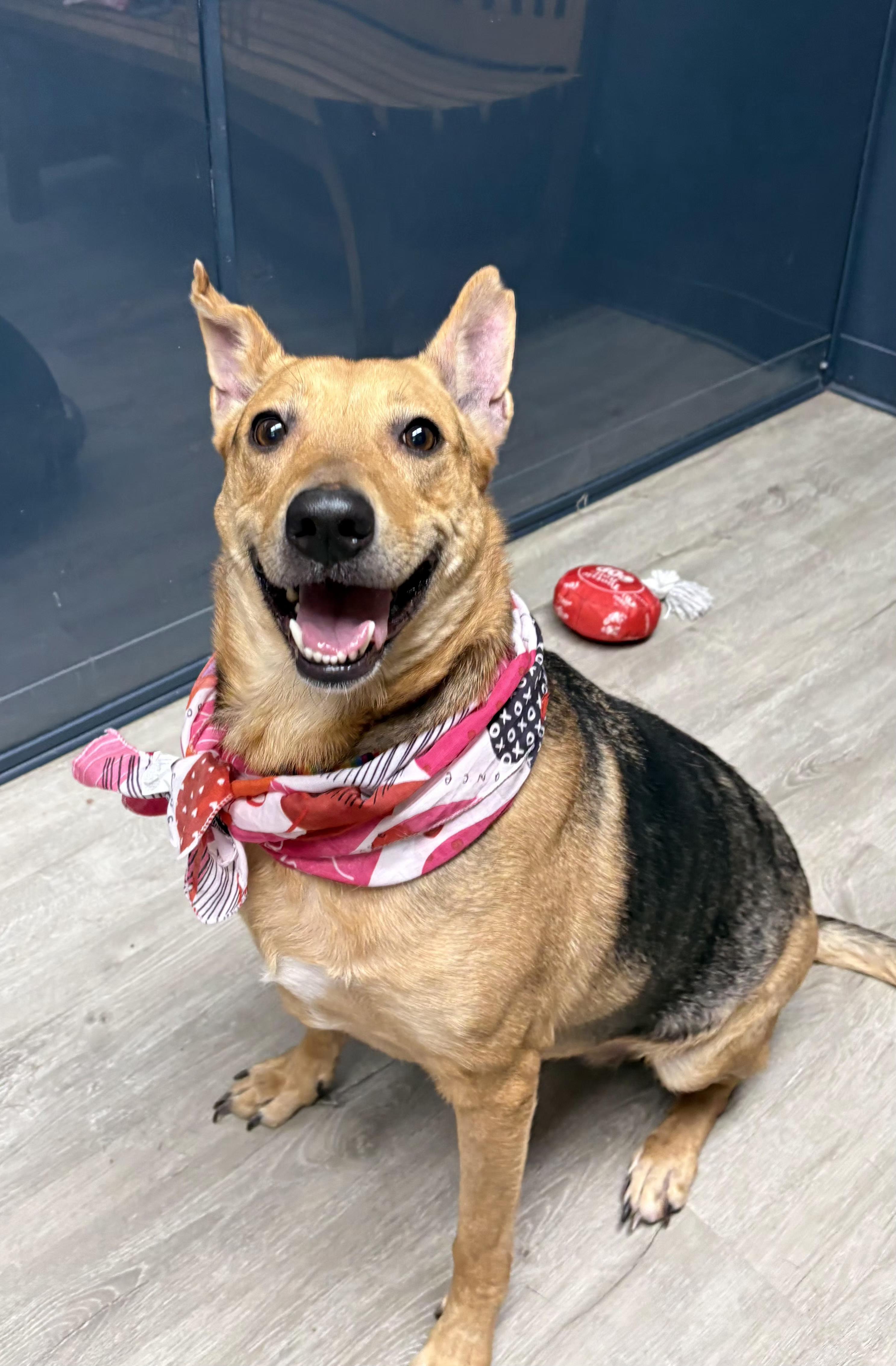 Krissy, an adoptable mixed breed in Mansfield, OH image 3/4