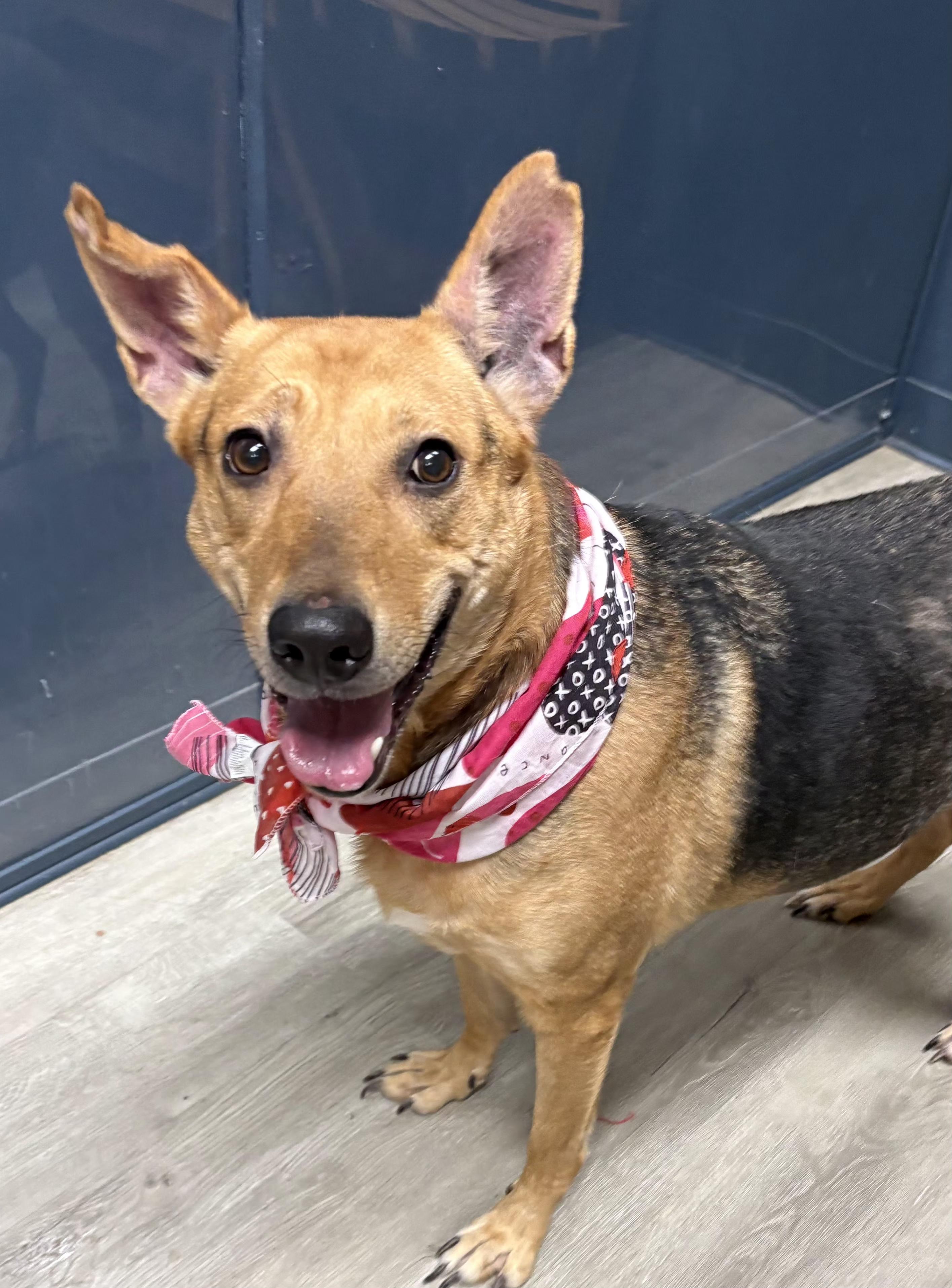 Krissy, an adoptable mixed breed in Mansfield, OH image 2/4