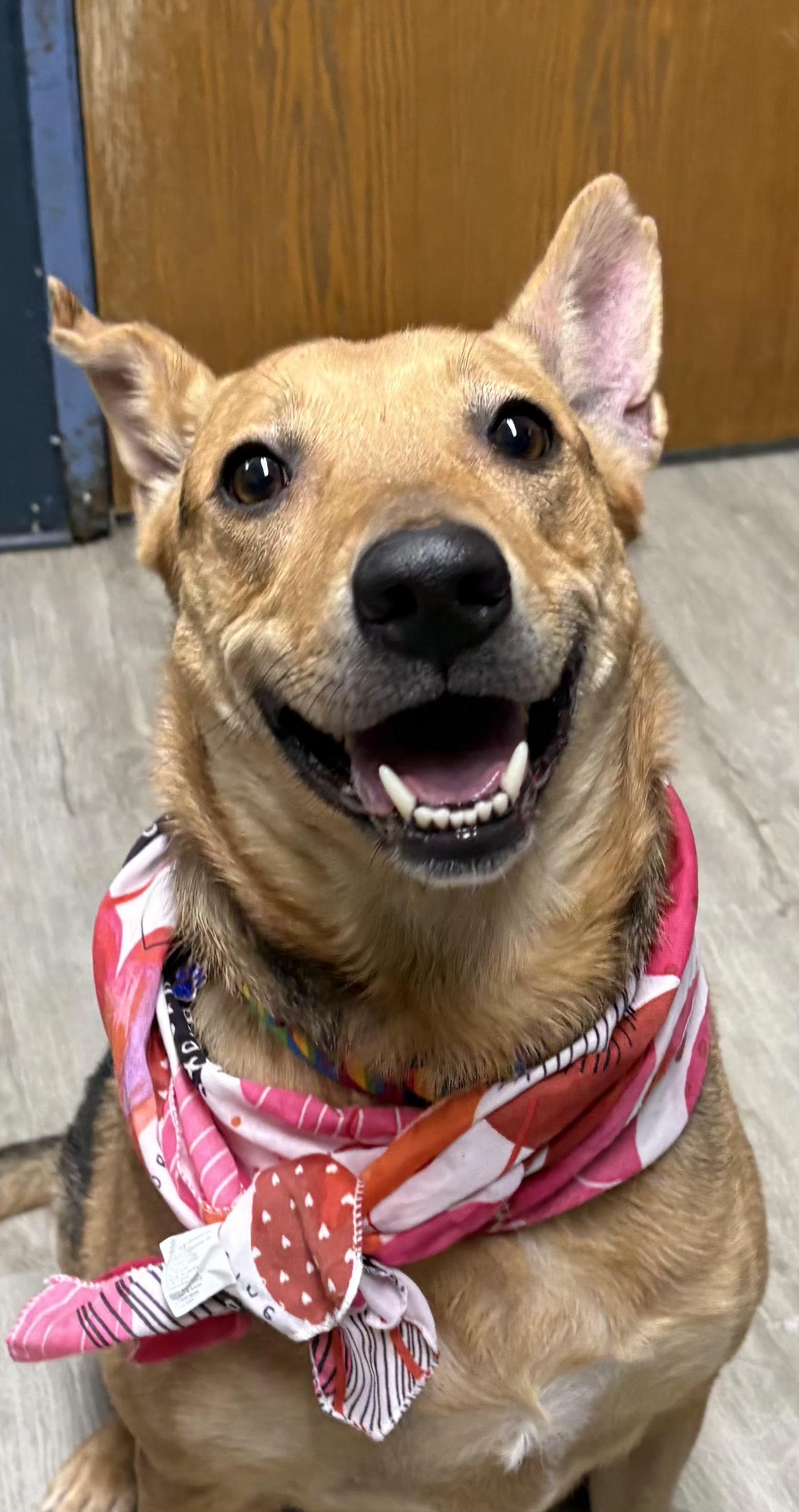 Krissy, an adoptable mixed breed in Mansfield, OH image 4/4