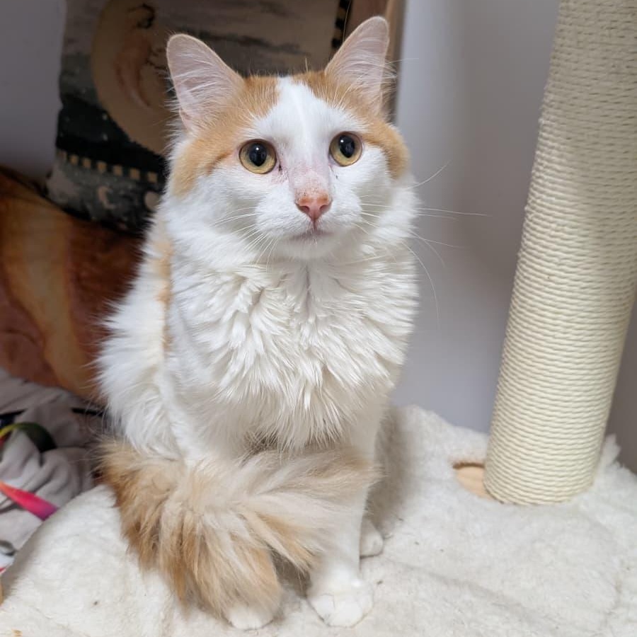 Maestro, a ADOPTABLE Domestic Long Hair in New York, NY image 2/6