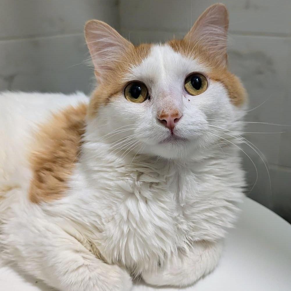 Maestro, a ADOPTABLE Domestic Long Hair in New York, NY image 4/6