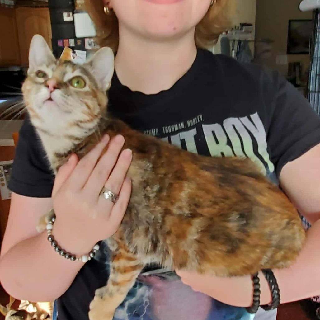 Thumbelina, a Adoptable Extra-Toes Cat / Hemingway Polydactyl in Union, MO image 1/6