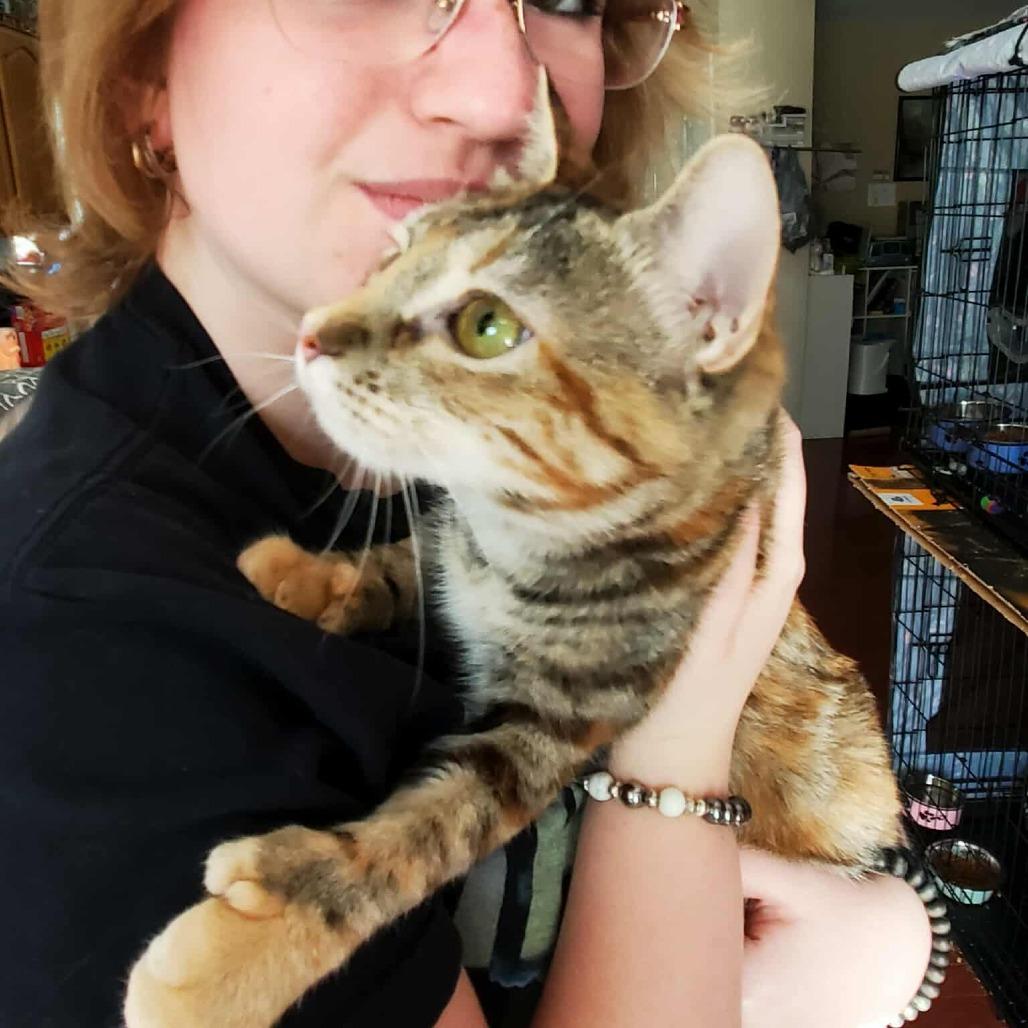 Thumbelina, a Adoptable Extra-Toes Cat / Hemingway Polydactyl in Union, MO image 2/6