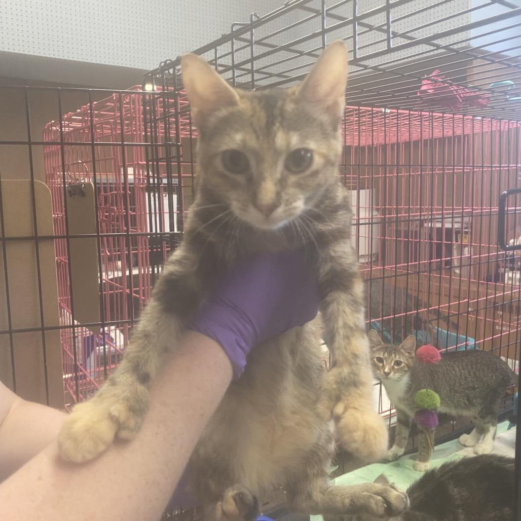 Thumbelina, a Adoptable Extra-Toes Cat / Hemingway Polydactyl in Union, MO image 3/6