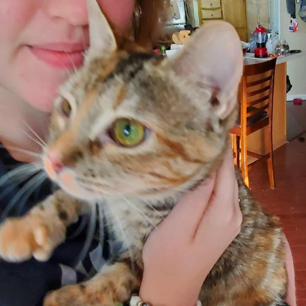 Thumbelina, a Adoptable Extra-Toes Cat / Hemingway Polydactyl in Union, MO image 4/6