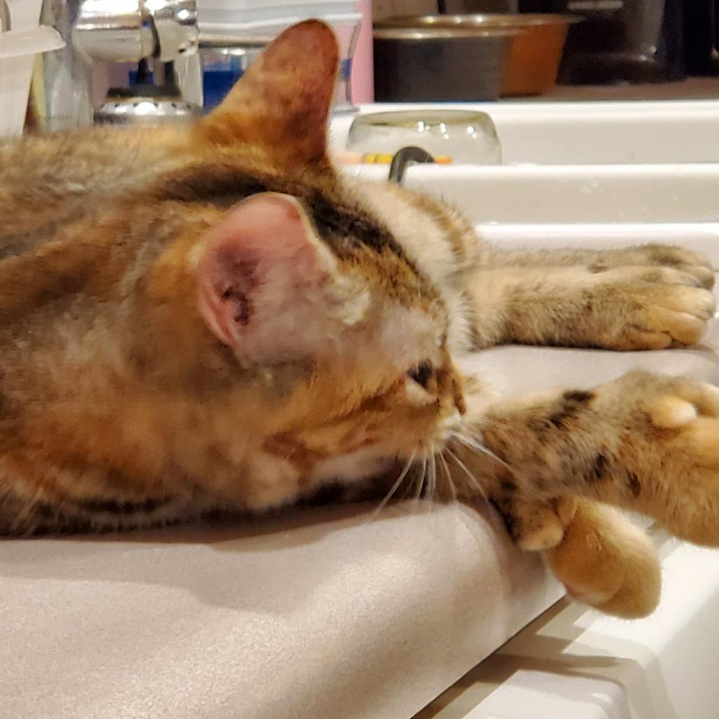 Thumbelina, a Adoptable Extra-Toes Cat / Hemingway Polydactyl in Union, MO image 5/6