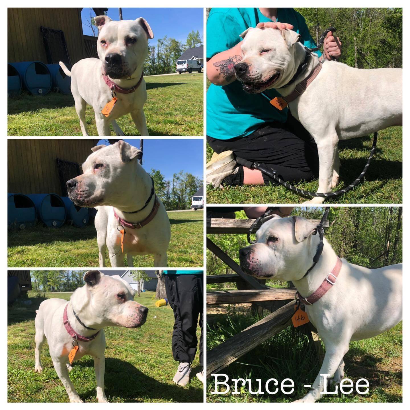Enlarge Bruce Lee, a Adoptable mixed breed in Huntington, WV image 1/1
