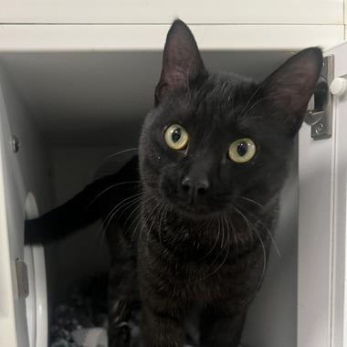 Smokie, Adoptable, Young Male Domestic Short Hair.