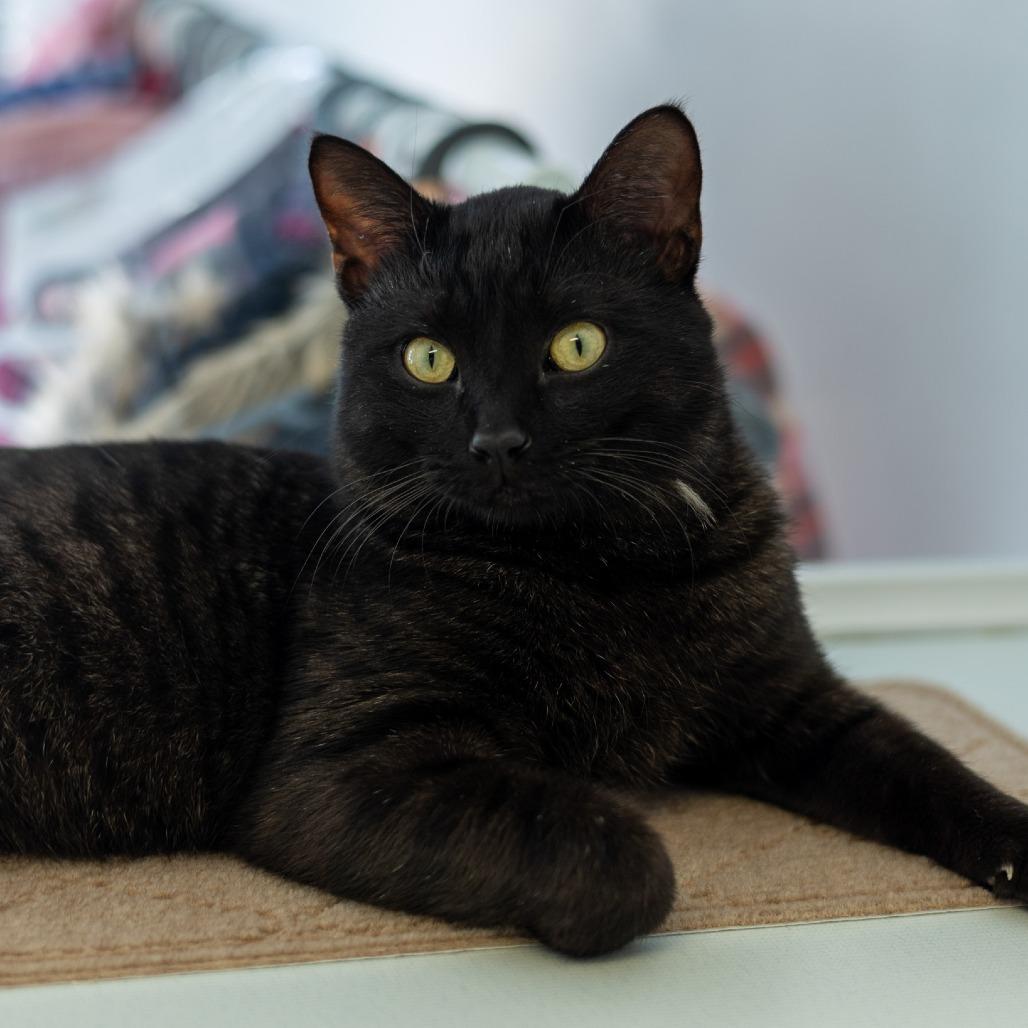 Enlarge Smokie, a Adoptable Domestic Short Hair in Chaska, MN image 2/4