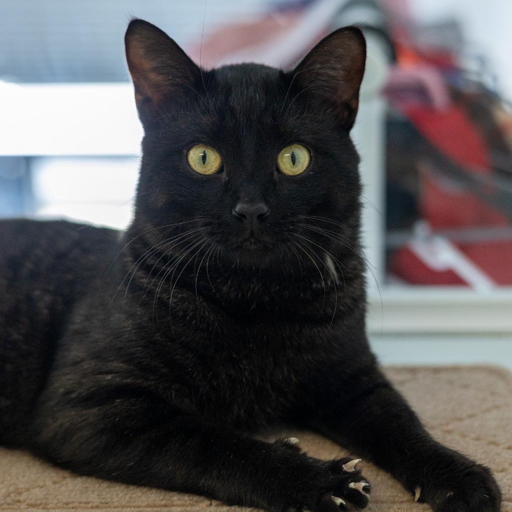 Enlarge Smokie, a Adoptable Domestic Short Hair in Chaska, MN image 3/4