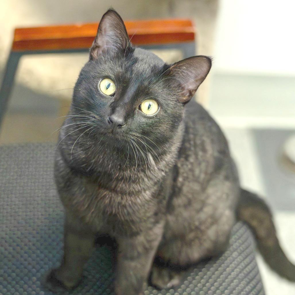 Enlarge Smokie, a Adoptable Domestic Short Hair in Chaska, MN image 4/4