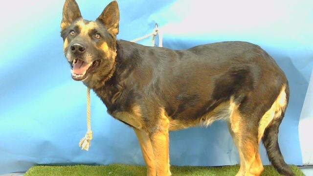 CASSIDY, Adoptable, Adult Female German Shepherd Dog.
