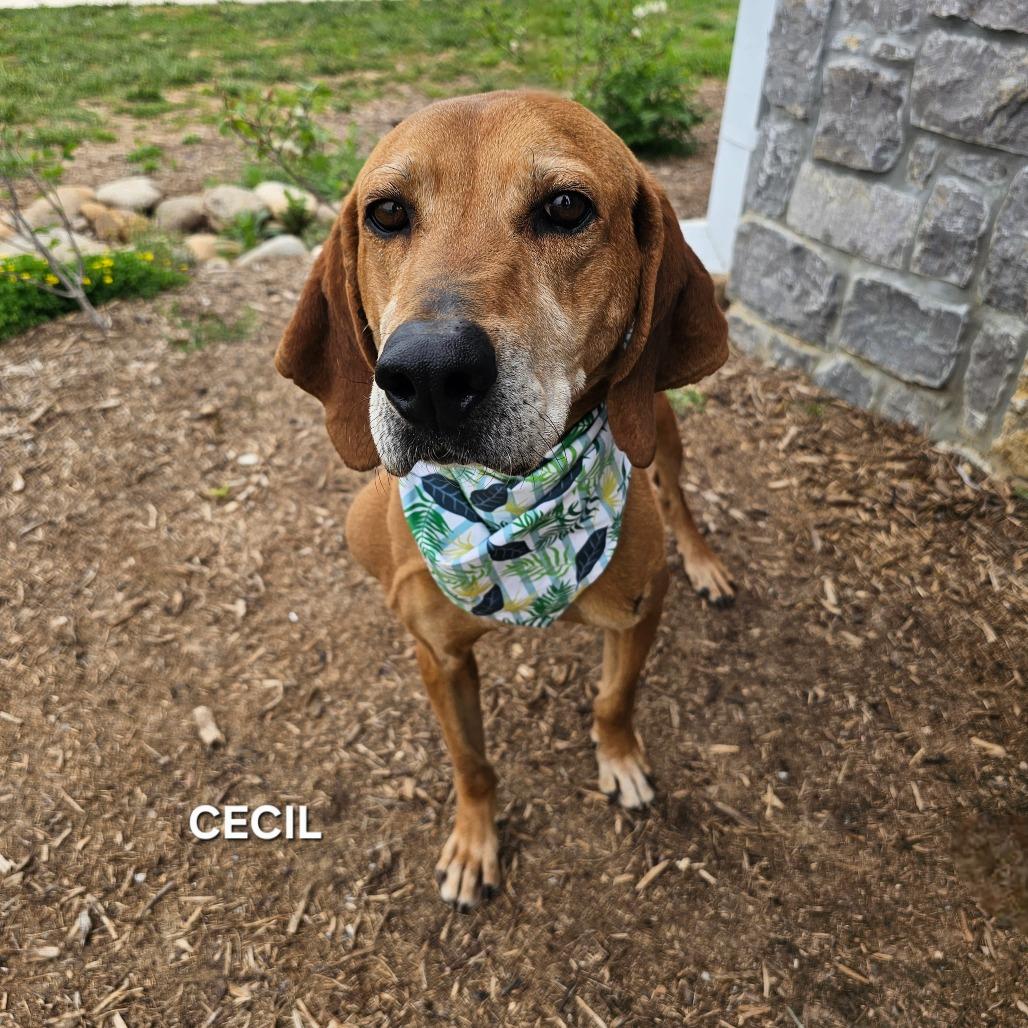 Cecil, Adoptable, Adult Male Mixed Breed.
