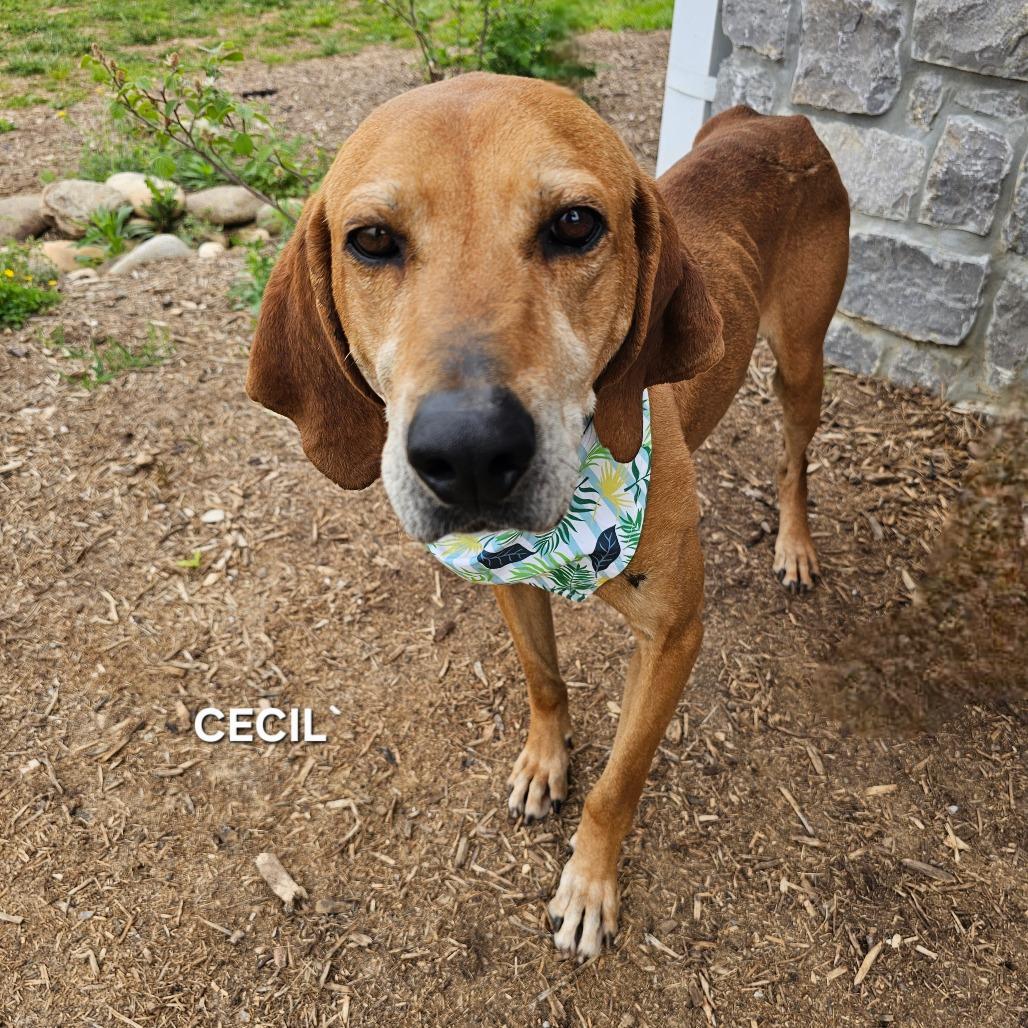 Enlarge Cecil, a Adoptable Mixed Breed in Madisonville, TN image 2/4
