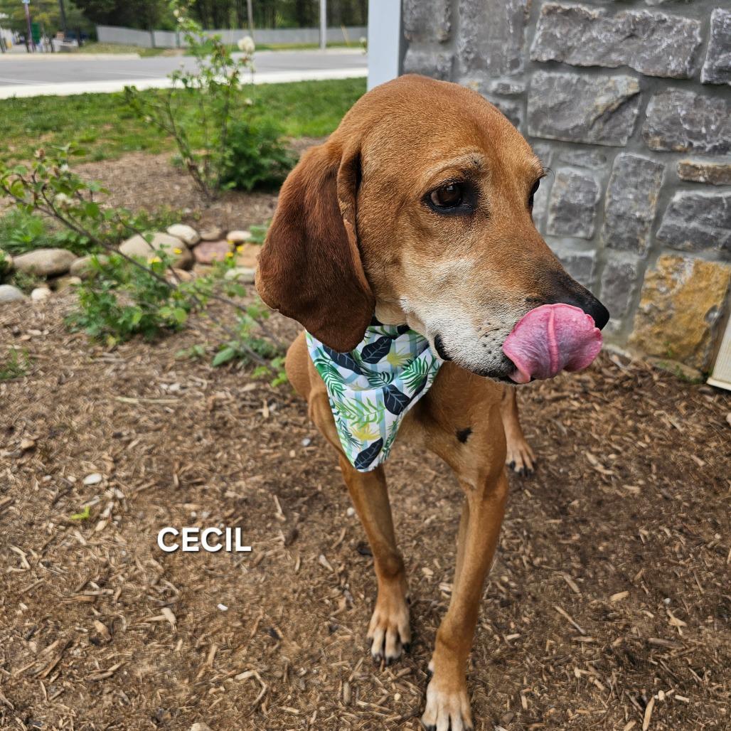 Enlarge Cecil, a Adoptable Mixed Breed in Madisonville, TN image 3/4