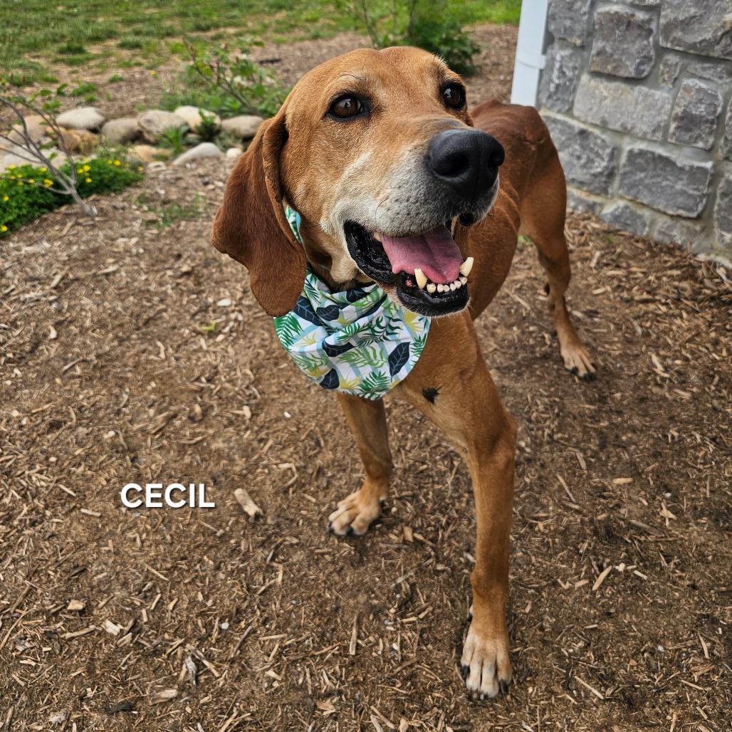 Enlarge Cecil, a Adoptable Mixed Breed in Madisonville, TN image 4/4