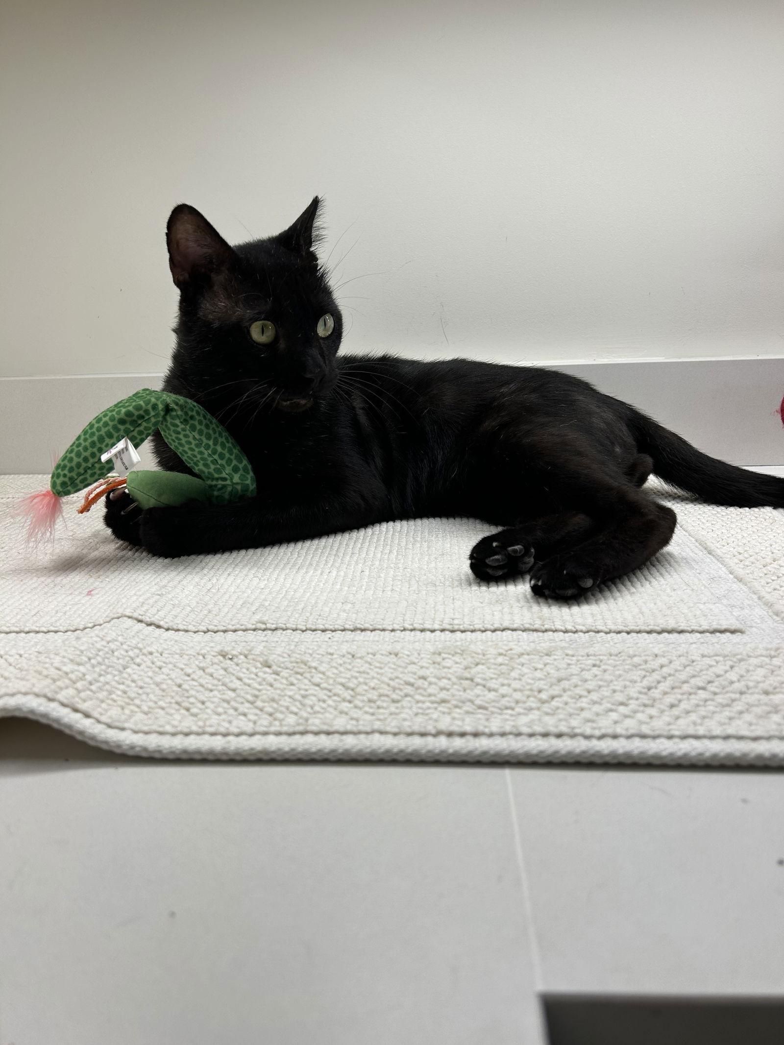 Enlarge Braveheart, a Adoptable Domestic Short Hair in Naples, FL image 1/3