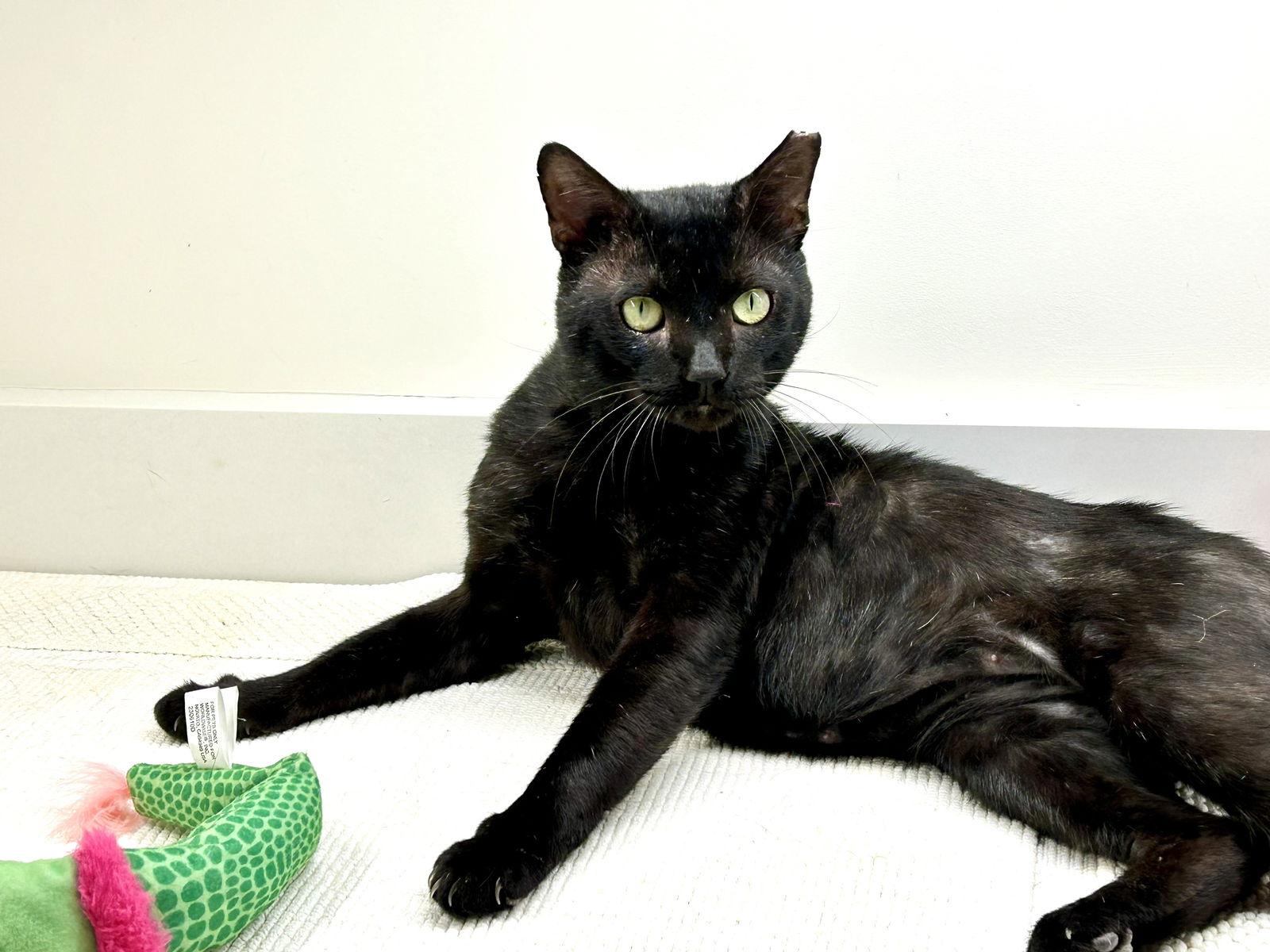 Enlarge Braveheart, a Adoptable Domestic Short Hair in Naples, FL image 2/3