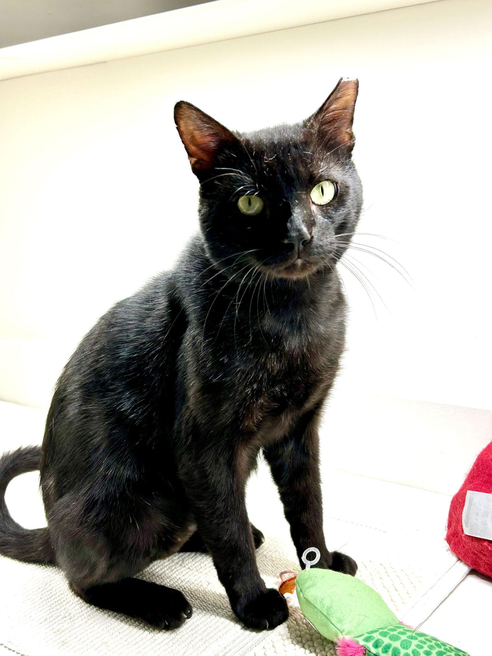 Enlarge Braveheart, a Adoptable Domestic Short Hair in Naples, FL image 3/3