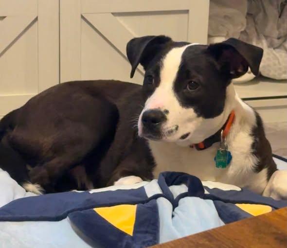 Bailey Rose, Adoptable, Young Female Labrador Retriever.