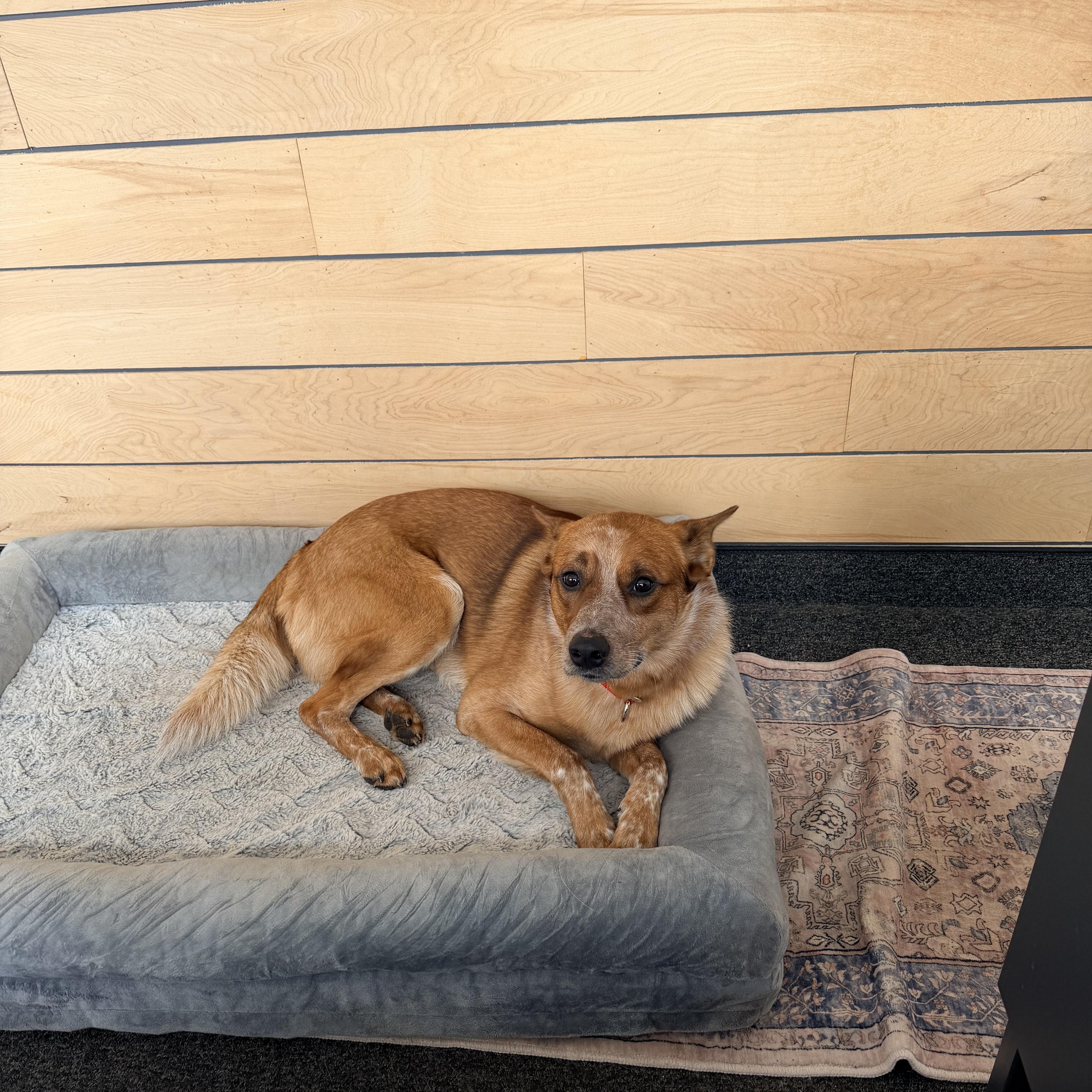 Enlarge Jack, a Adoptable Cattle Dog in oriskany, NY image 2/3