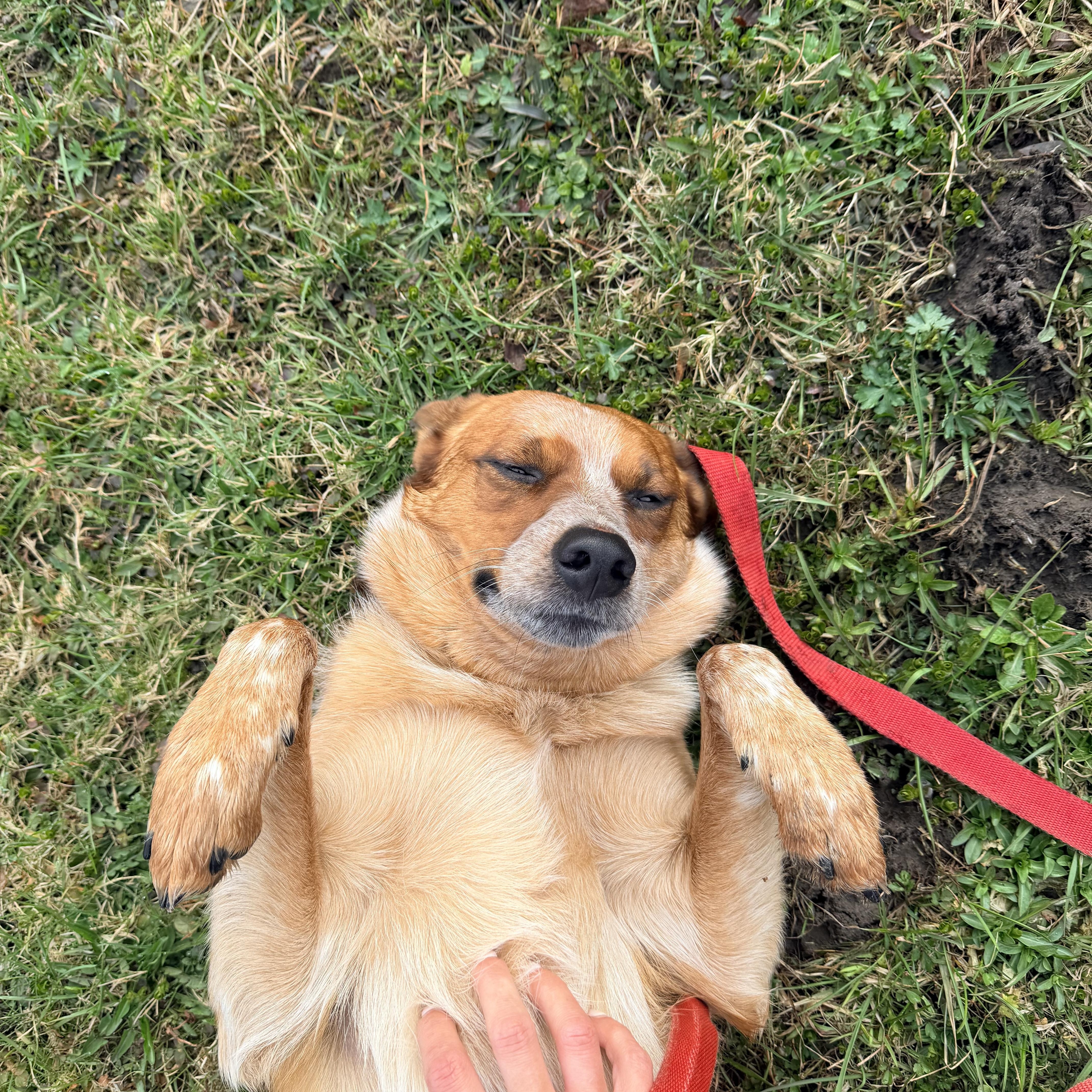 Enlarge Jack, a Adoptable Cattle Dog in oriskany, NY image 1/3