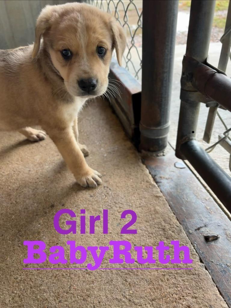 Enlarge BabyRuth, a Adoptable mixed breed in Ada, OK image 1/1