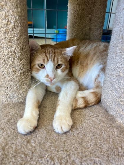 Firefly, a Adoptable Domestic Short Hair in Pendleton, OR image 1/3