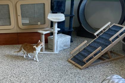 Firefly, a Adoptable Domestic Short Hair in Pendleton, OR image 2/3