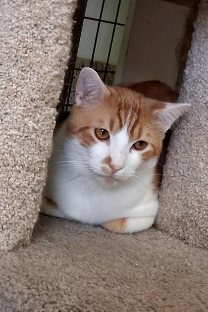 Firefly, a Adoptable Domestic Short Hair in Pendleton, OR image 3/3