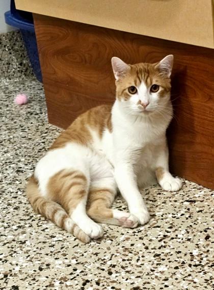 Enlarge Firefly, a Adoptable Domestic Short Hair in Pendleton, OR image 2/3