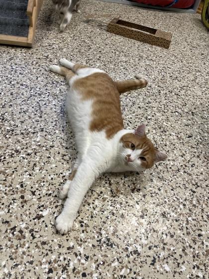 Enlarge Firefly, a Adoptable Domestic Short Hair in Pendleton, OR image 3/3