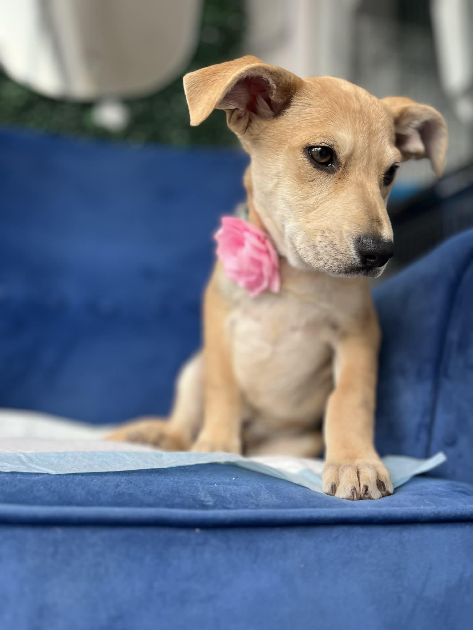 Enlarge Gema, a ADOPTABLE mixed breed in Poway, CA image 2/4