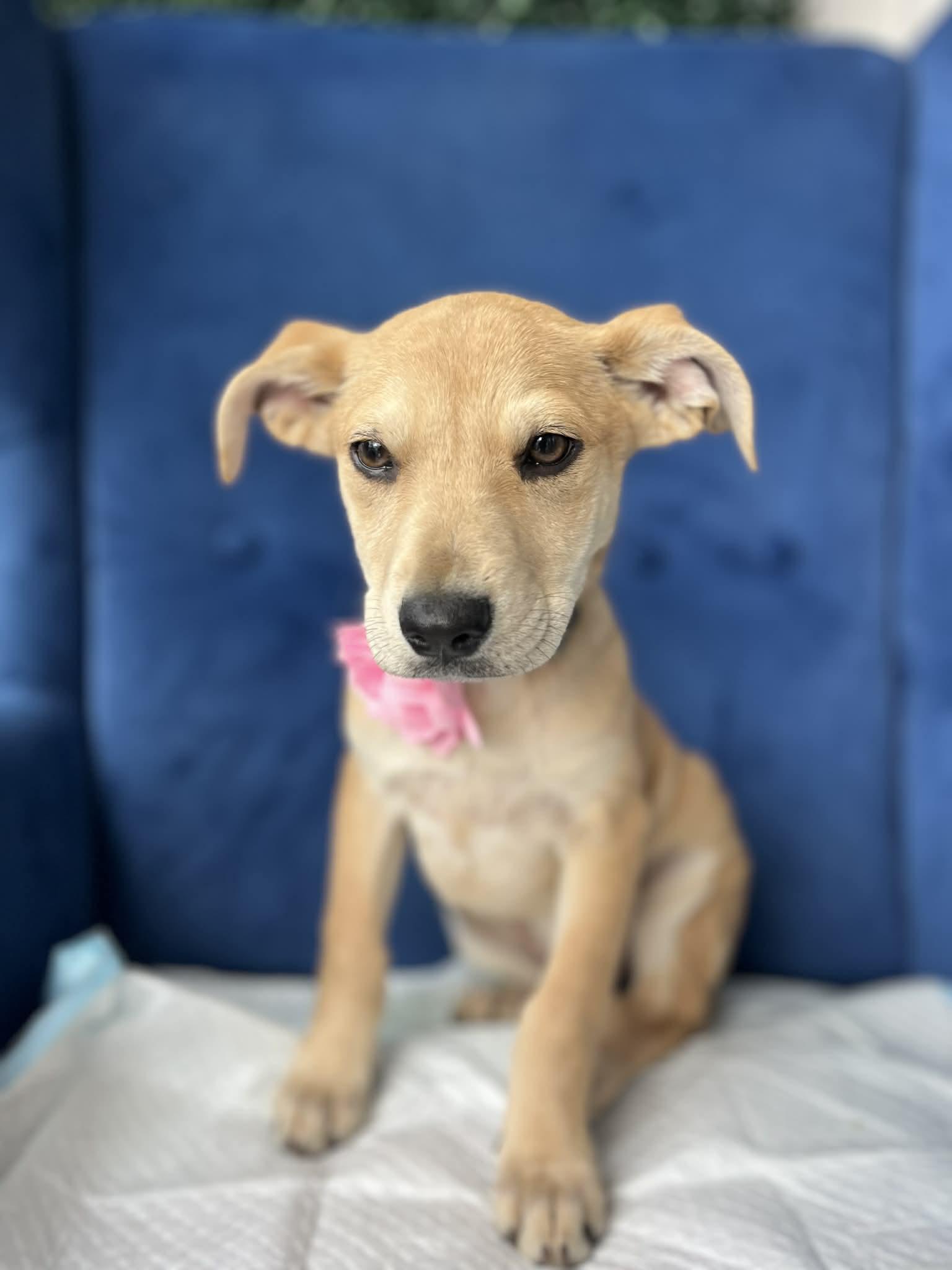 Enlarge Gema, a ADOPTABLE mixed breed in Poway, CA image 4/4