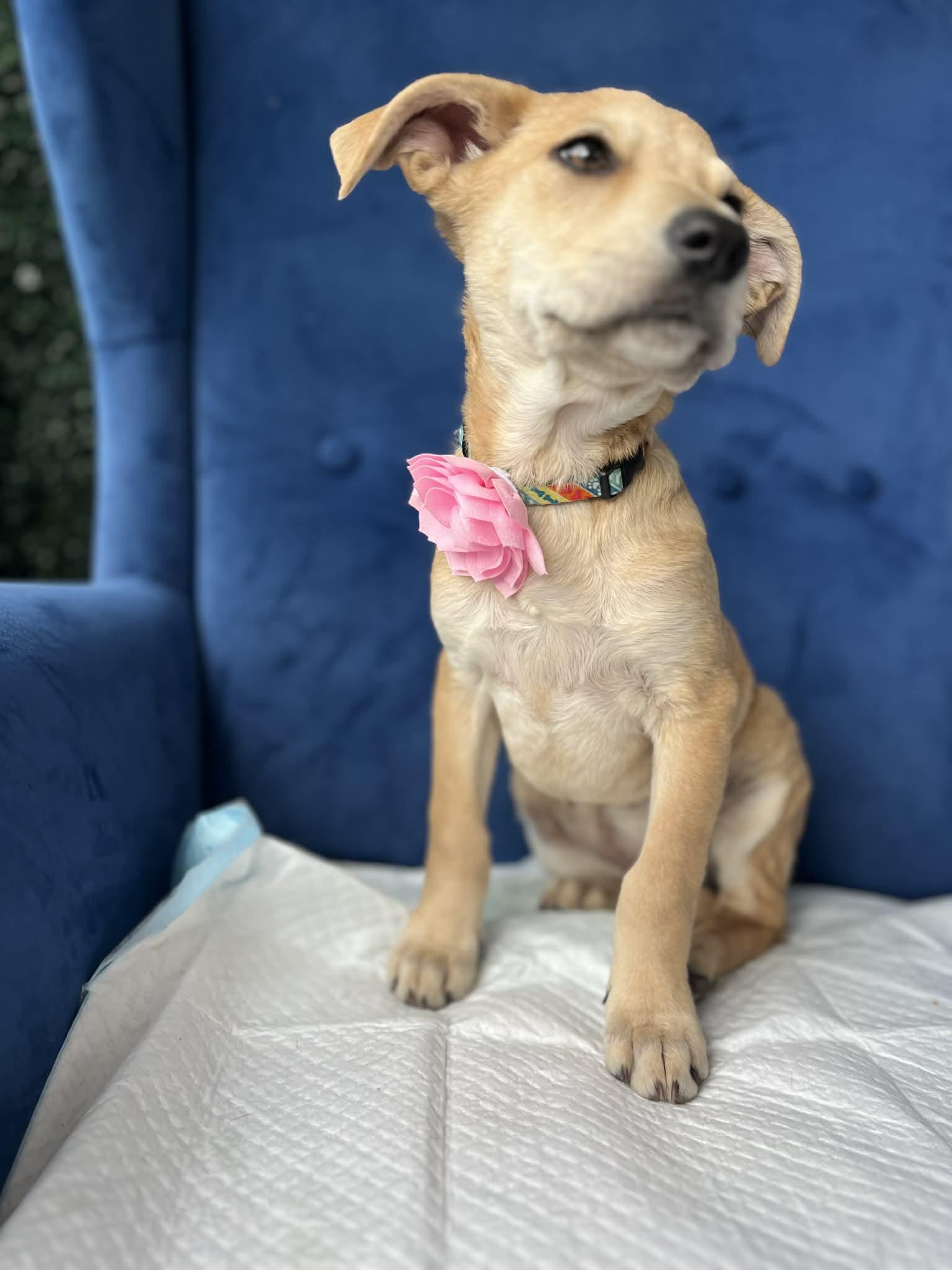 Enlarge Gema, a ADOPTABLE mixed breed in Poway, CA image 3/4