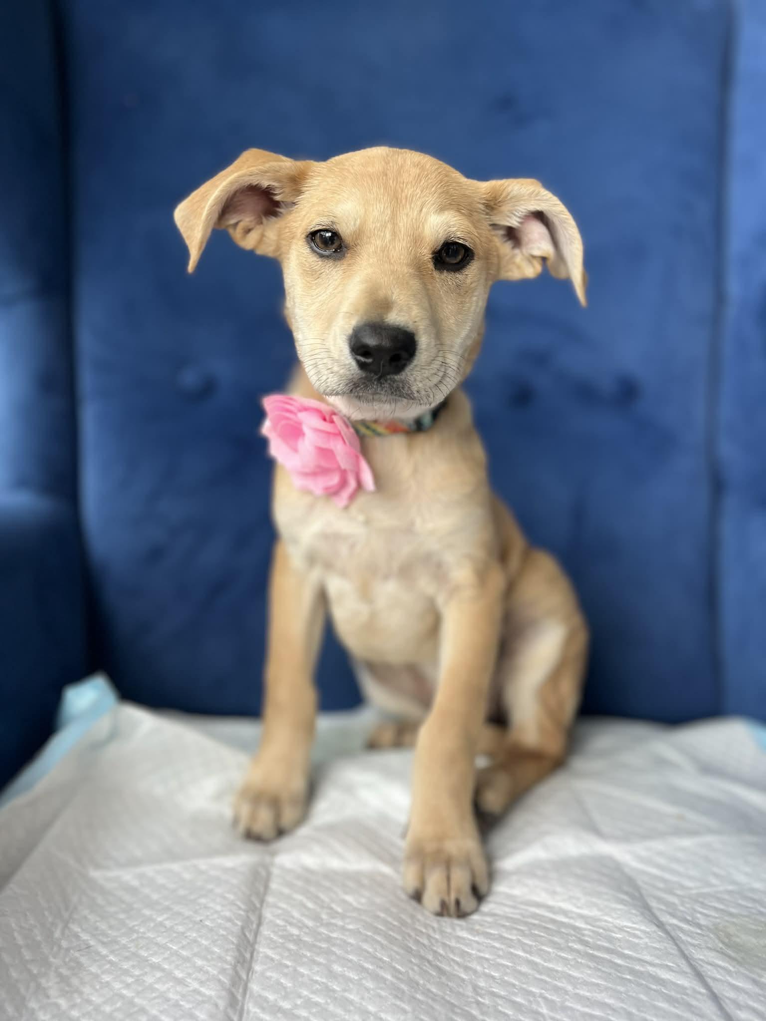 Enlarge Gema, a ADOPTABLE mixed breed in Poway, CA image 1/4