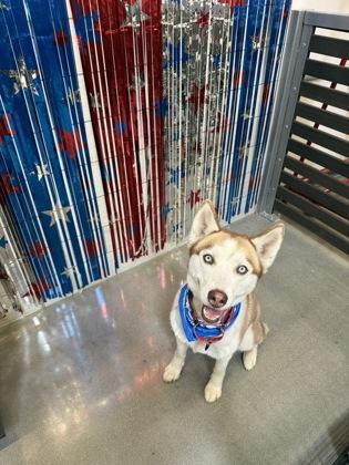 Tyra Banks, a Adoptable mixed breed in Fresno, CA image 1/3