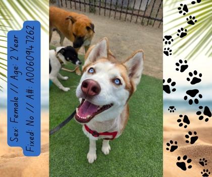 Tyra Banks, a Adoptable mixed breed in Fresno, CA image 2/3