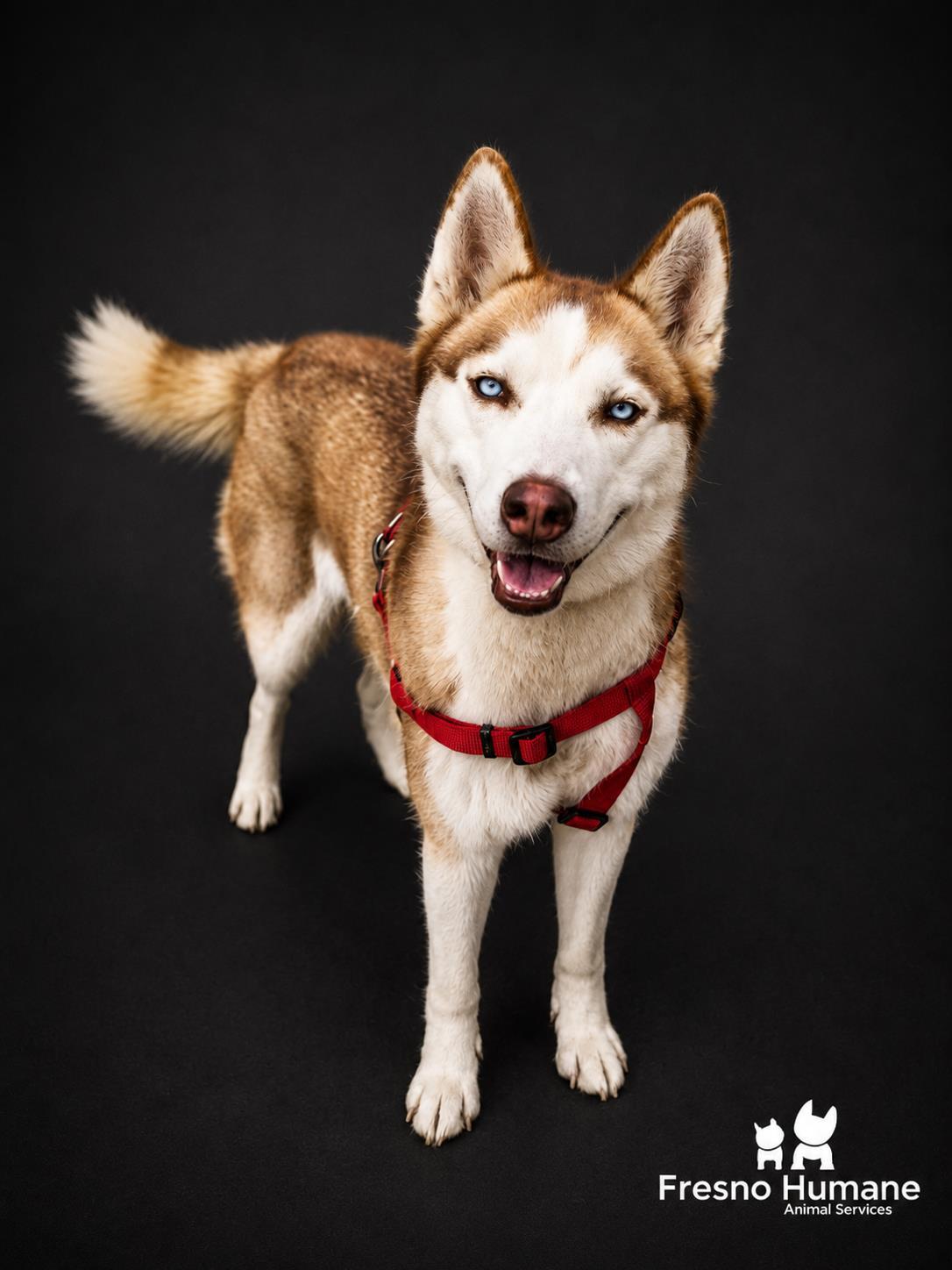 Tyra Banks, a Adoptable mixed breed in Fresno, CA image 3/3