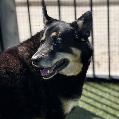 Dori, Adoptable, Senior Female Shepherd & Mixed Breed.