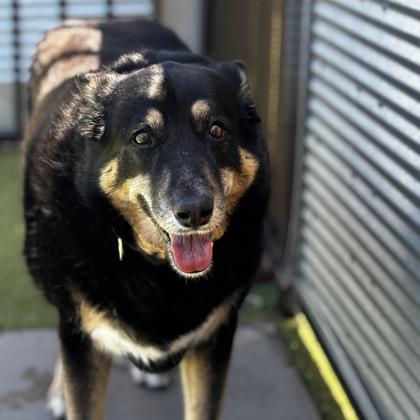 Enlarge Dori, a Adoptable mixed breed in Merriam, KS image 2/3
