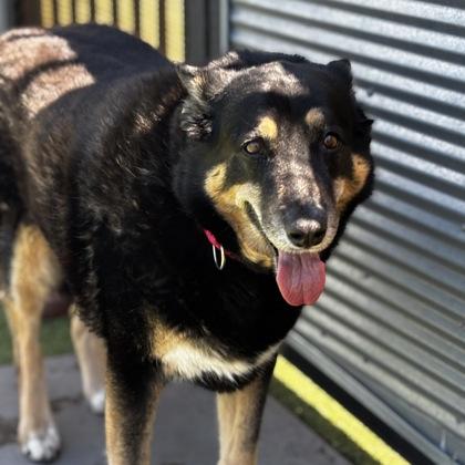 Enlarge Dori, a Adoptable mixed breed in Merriam, KS image 3/3