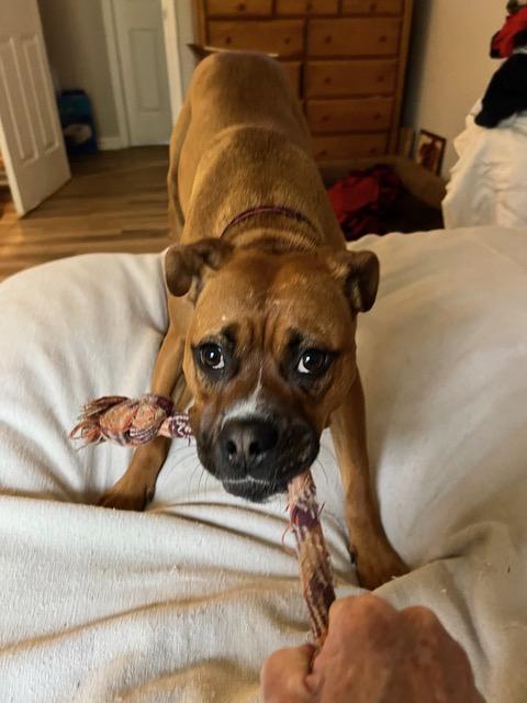 Enlarge TINK, a Adoptable Boxer in Reston, VA image 1/4